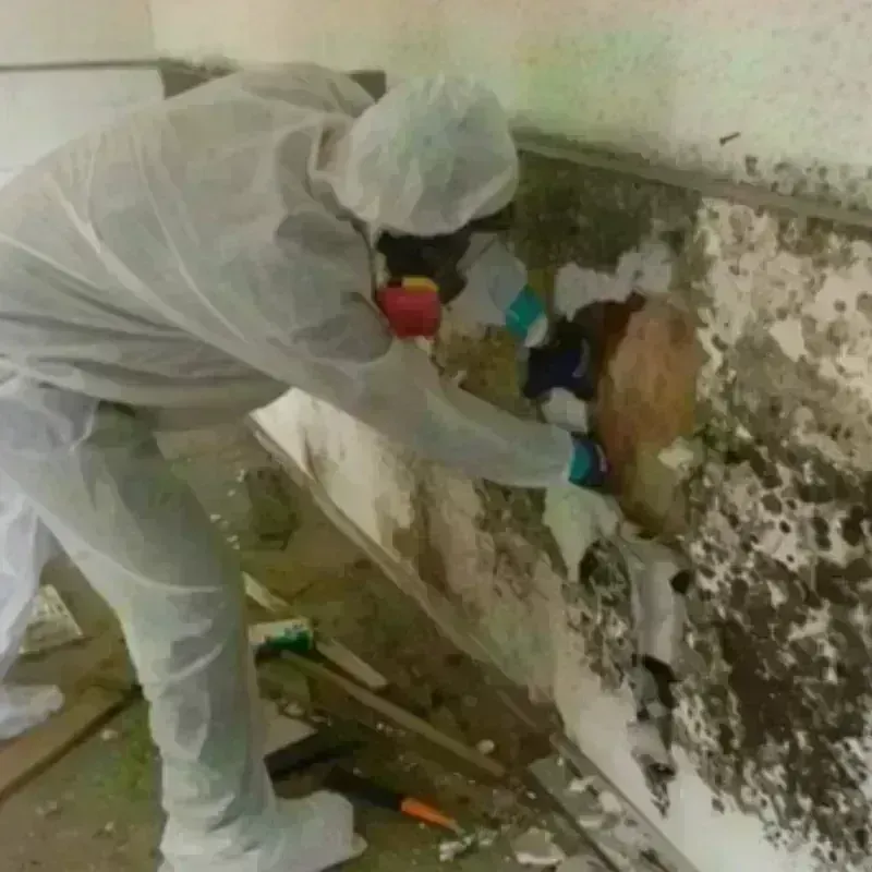 Mold Remediation and Removal in Key Biscayne, FL